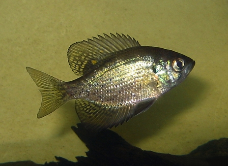 Файл:Centrarchus macropterus 2.jpg