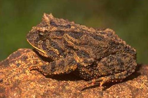 Файл:Proceratophrys brauni.jpg
