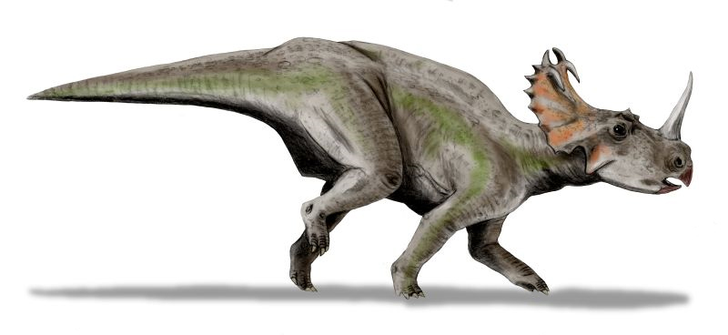 Файл:Centrosaurus BW.jpg