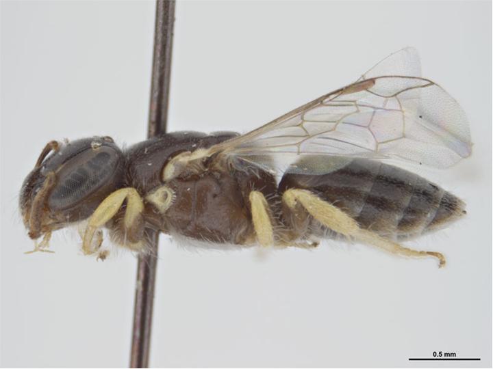 Файл:Euryglossula carnarvonensis f.jpg