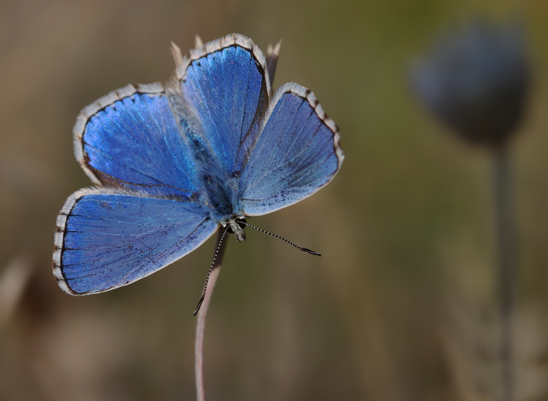 Файл:Polyommatus corydonius.jpg