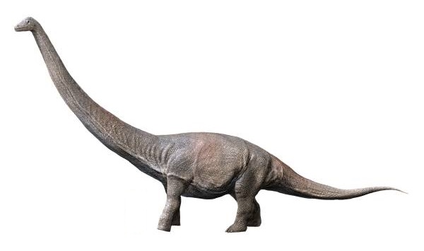 Файл:Dreadnoughtus NT small.jpg