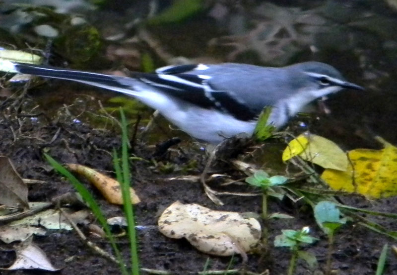 Файл:Mountain Wagtail.jpg