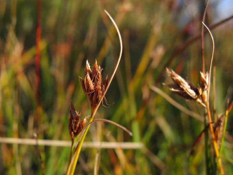 Файл:Rhynchospora fusca.jpeg