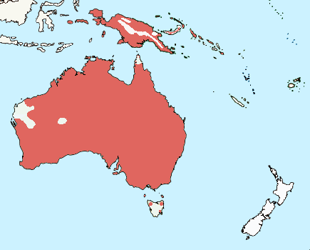 Файл:WillieWagtailRangeMap.png