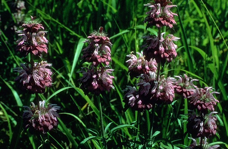 Файл:Monarda citriodora.jpg