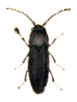 Nematodes filum