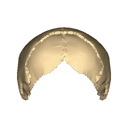 Файл:Parietal bone close-up animation2.gif