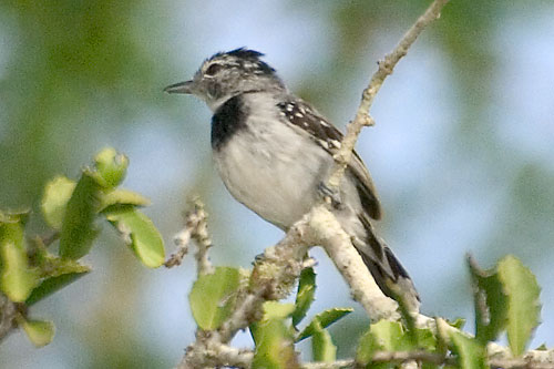 Файл:Pectoral Antwren.jpg