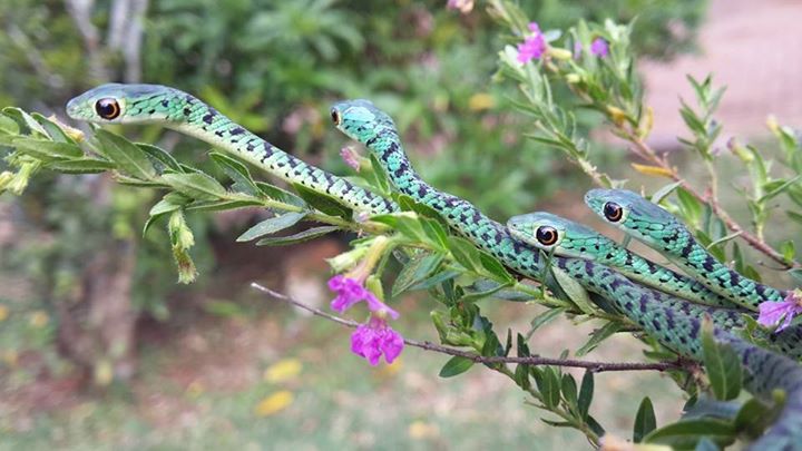 Файл:Philothamnus semivariegatus03.jpg
