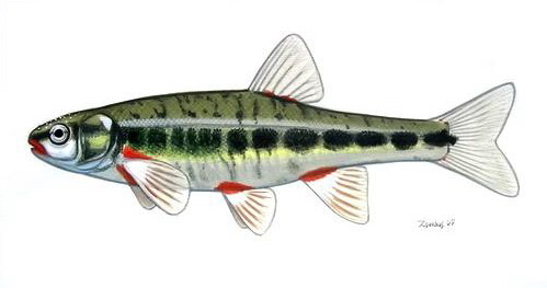 Файл:Phoxinus phoxinus fürge cselle.jpg