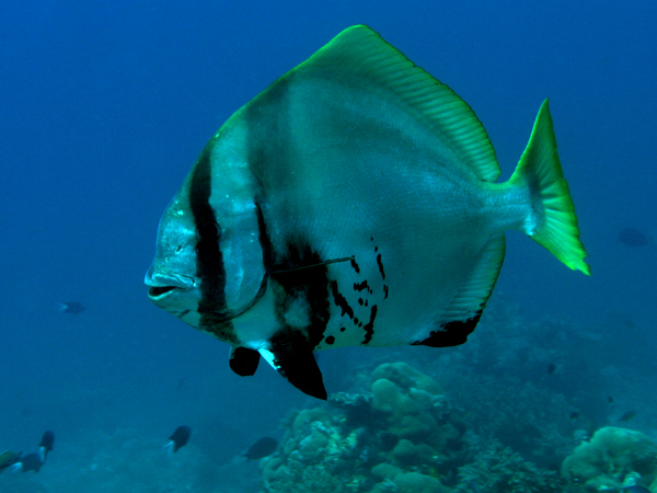 Файл:Batfish komodo.jpg
