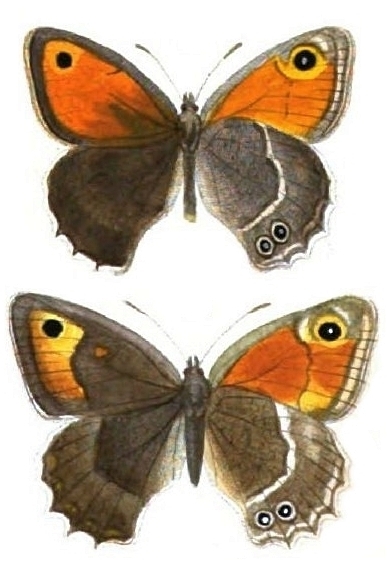 Файл:Hyponephele comara.jpg