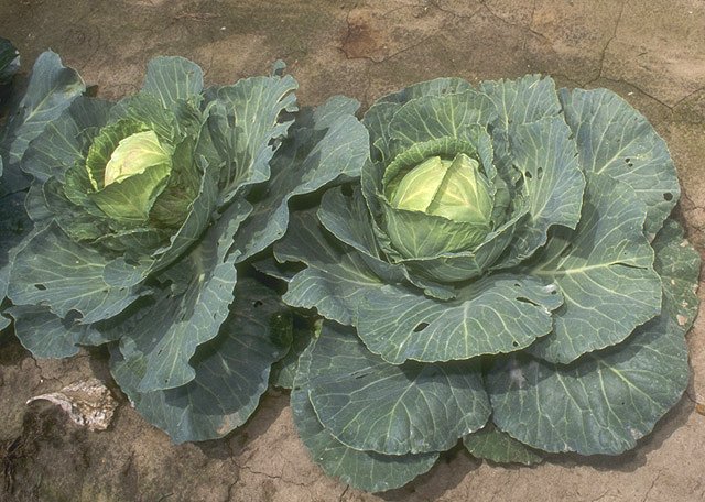 Файл:Cabbage.jpg