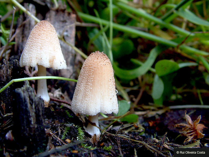 Файл:Coprinellus truncorum.jpg