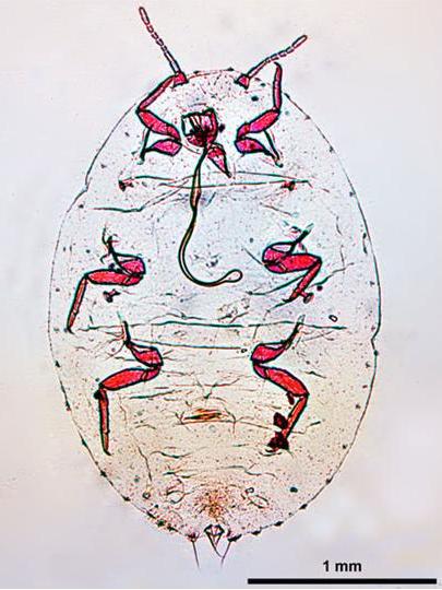 Файл:Dysmicoccus brevipes dorsal 2.jpg