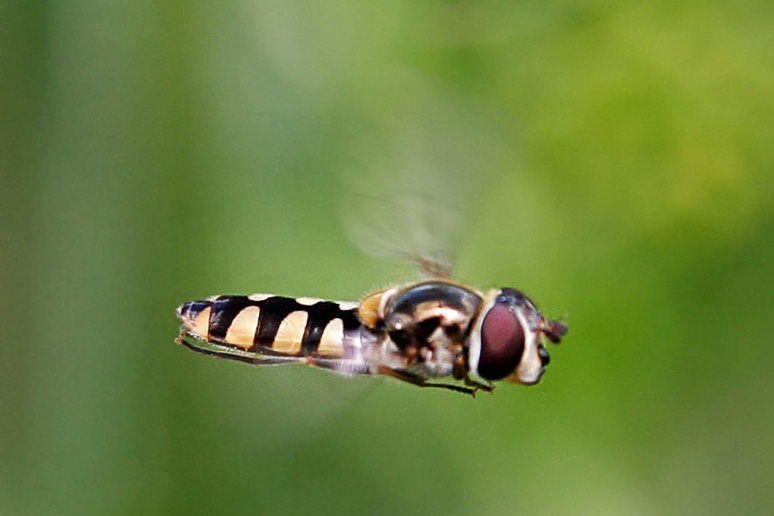 Файл:Hoverfly06 cropped.jpg
