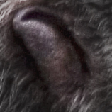 Файл:Kalan's ear.jpg