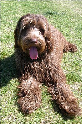 Файл:Labradoodle Brown.jpg