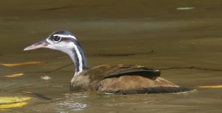 Файл:Sungrebe cropped.jpg