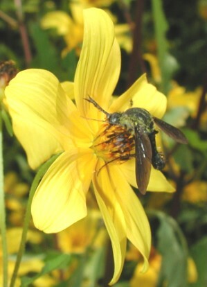 Файл:Bombyliid 7294.jpg