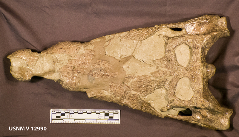 Файл:Borealosuchus skull.jpg