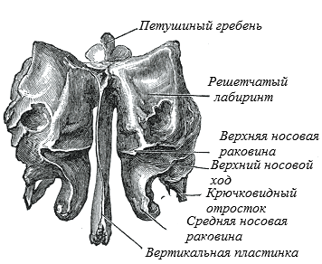Файл:Ethmoid bone front.png