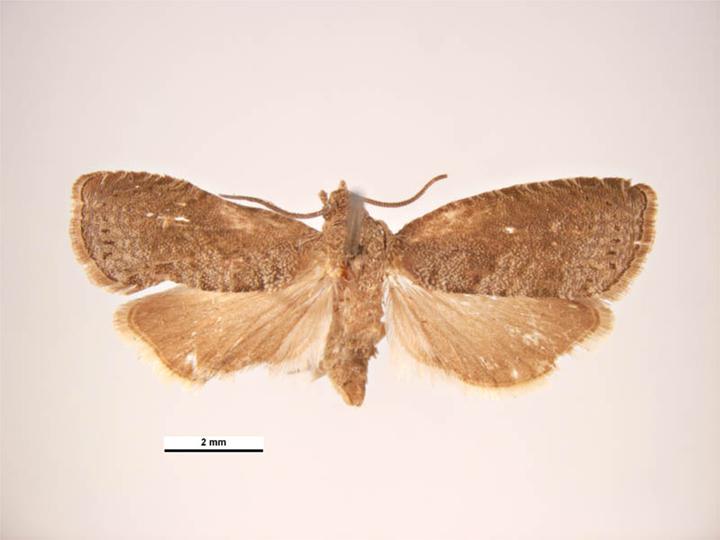 Файл:Grapholita molesta dorsal.jpg