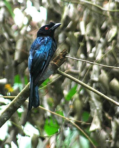 Файл:Greater Racket-tailed Drongo.jpg