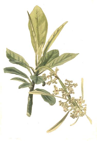 Файл:Omphalea triandra - Loddiges.jpg