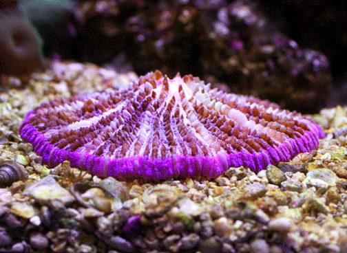 Файл:Cycloseris fragilis (patelliformis).gif