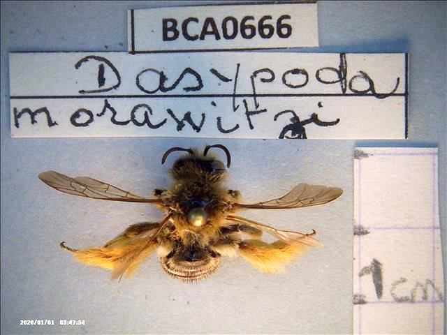 Файл:Dasypoda morawitzi.jpg