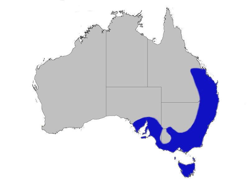 Файл:Dist blue wren.png