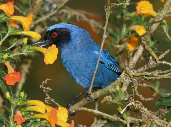 Файл:Masked Flowerpiercer.jpg