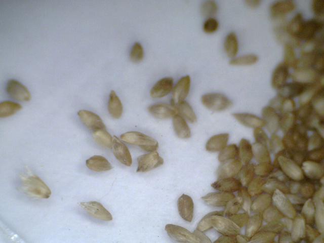 Файл:Timothy seeds.jpg