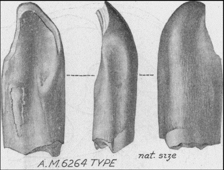 Файл:Asiatosaurus tooth.gif