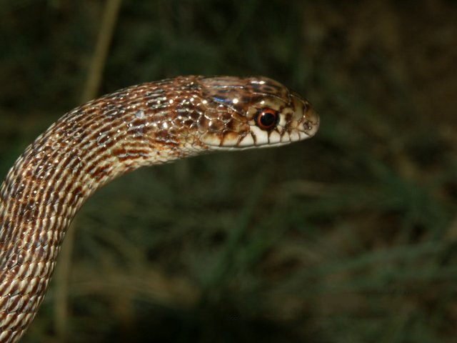 Файл:Dolichophis schmidti03.jpg