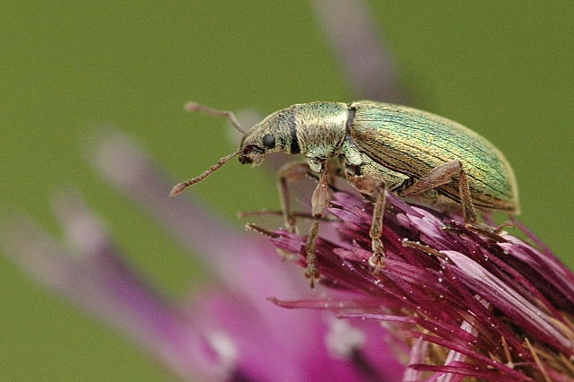 Файл:Polydrusus.pterygomalis.jpg