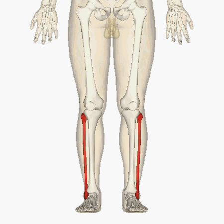 Файл:Fibula - animation.gif