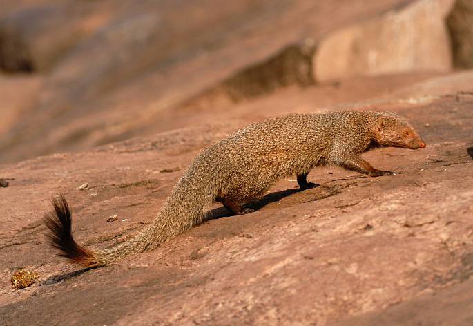 Файл:Ruddy-mongoose.jpg