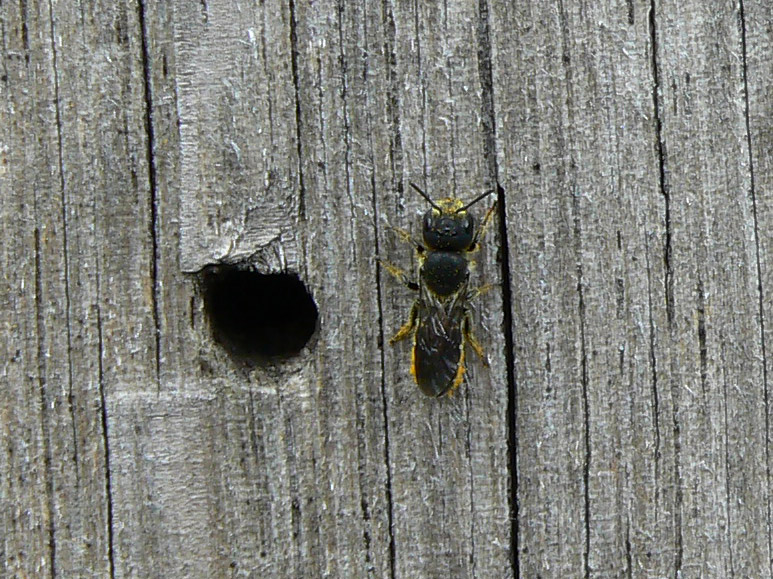 Файл:Chelostoma florisomne 4.jpg