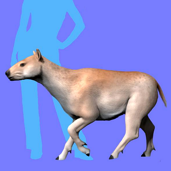 Файл:Diadiaphorus majusculus NT 2.jpg