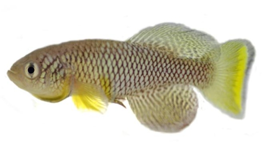 Файл:Nothobranchius furzeri GRZ.jpg