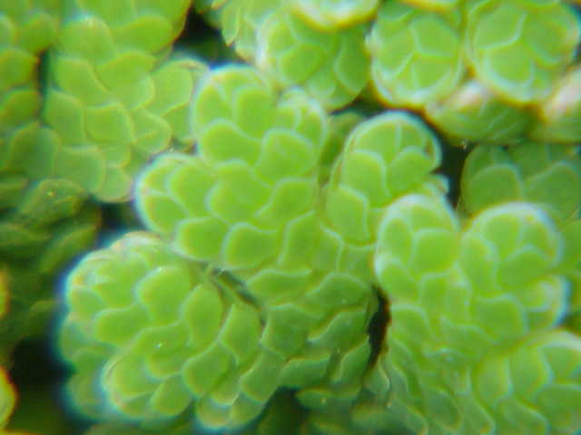 Файл:Azolla filiculoides0.jpg