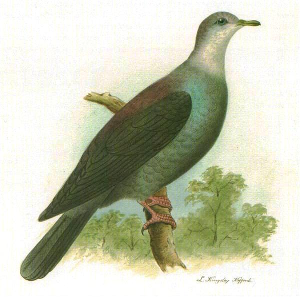Файл:Columba versicolor.jpg