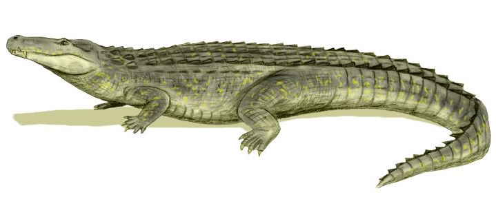 Файл:Purussaurus BW.jpg