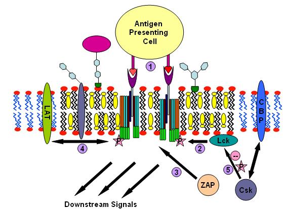Файл:T-cell antigen receptor signalling process.jpeg