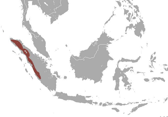 Файл:Beccari's Shrew area.png