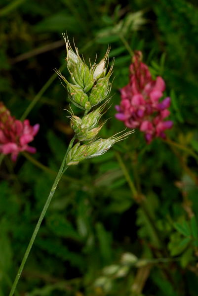 Файл:Bromus interruptus and sainfoin.jpg