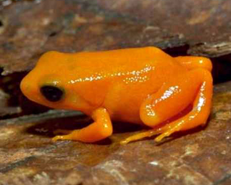 Файл:Mantella aurantiaca01.jpg